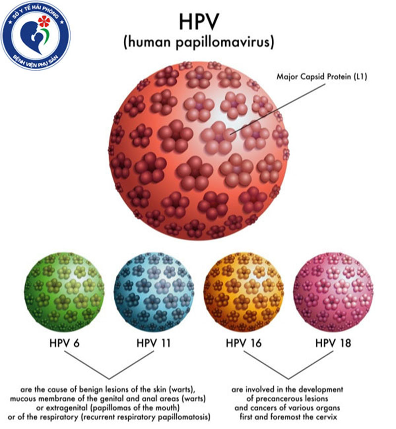 Virus HPV là gì? Các dấu hiệu nhận biết đã nhiệm virus HPV