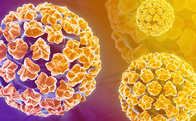 Nam giới có bị nhiễm virus HPV không?